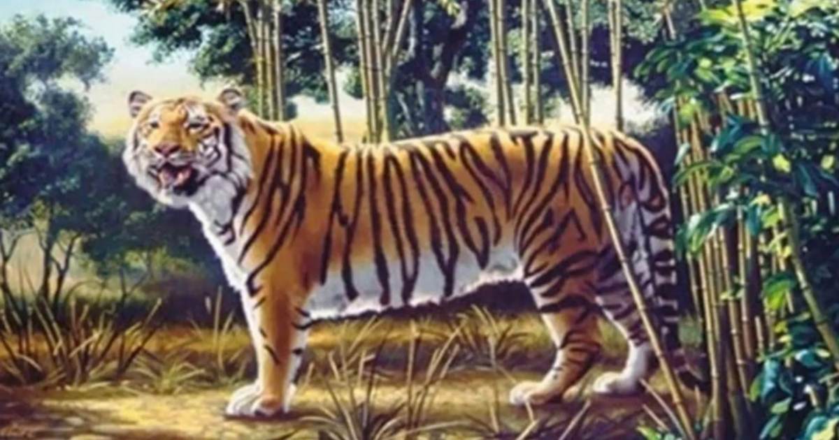 optical illlusion hidden tiger