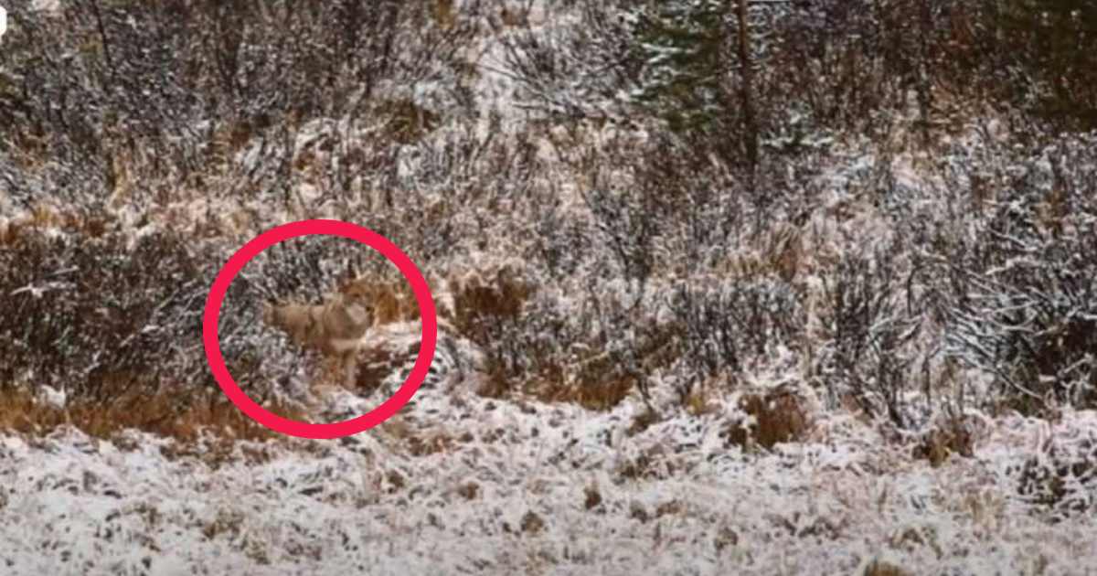 Optical Illusion Can you spot hidden wolf in the snow answer