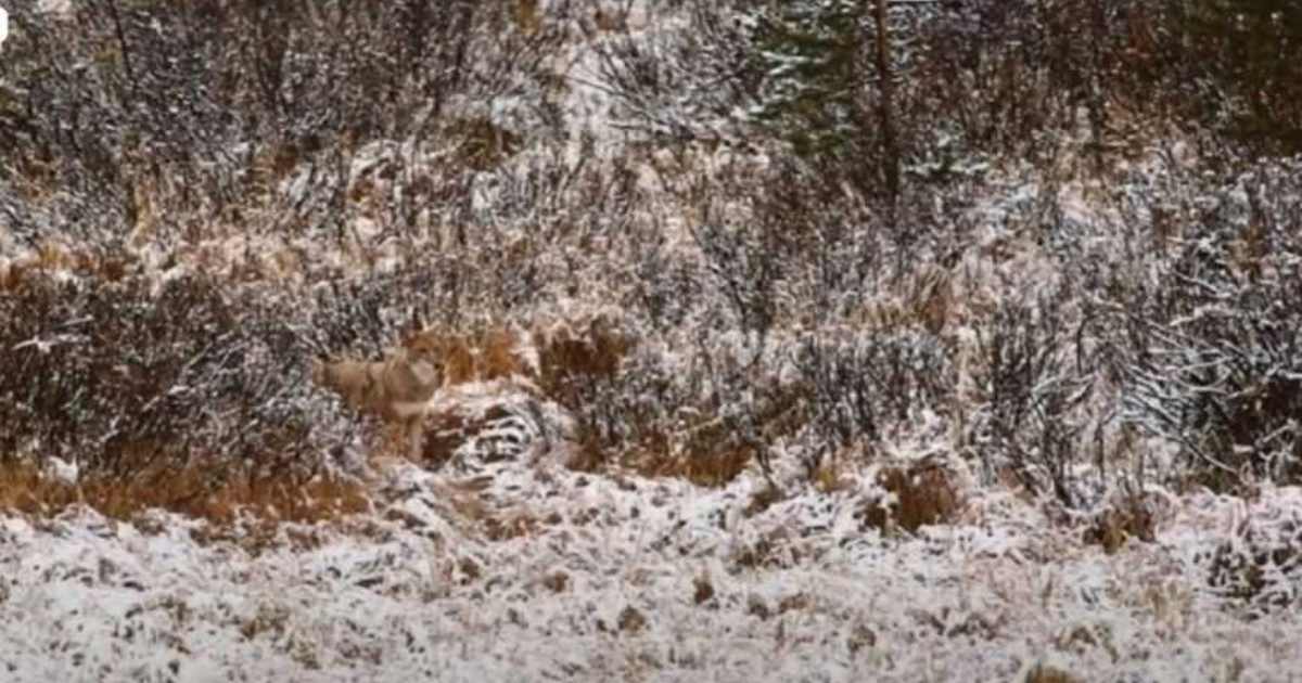 Optical Illusion Can you spot hidden wolf in the snow
