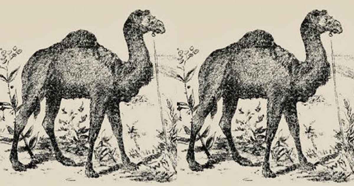optical illusion can u spot camel rider