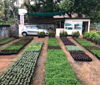 Aiswarya Gardens Plant Nursery Mannuthy