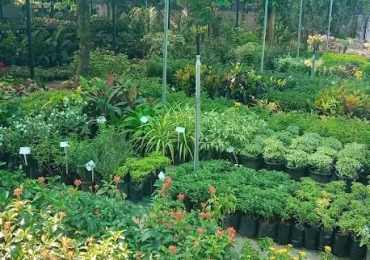 Ganya Garden Veliyannur