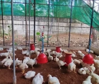 Kaithavalappil Poultry Farm