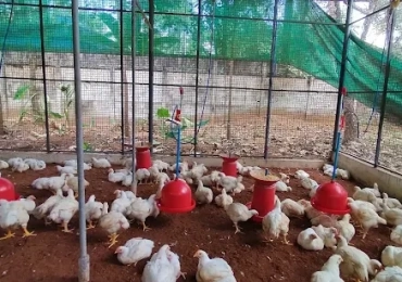 Kaithavalappil Poultry Farm