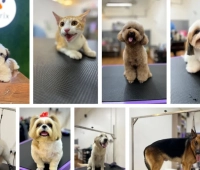 Pettrix Pet Grooming Studio